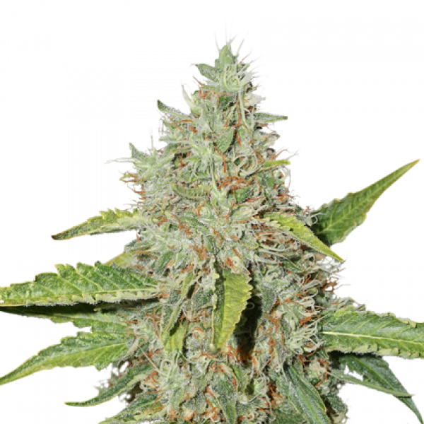 Northern Lights Auto Feminised Cannabis Seeds | Seed Stockers Northern Lights Auto Feminised Cannabis Seeds | Seed Stockers