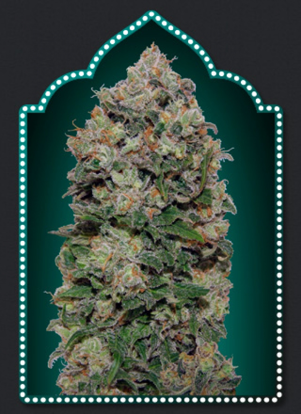 Northern Lights Feminised Cannabis Seeds | OO Seeds