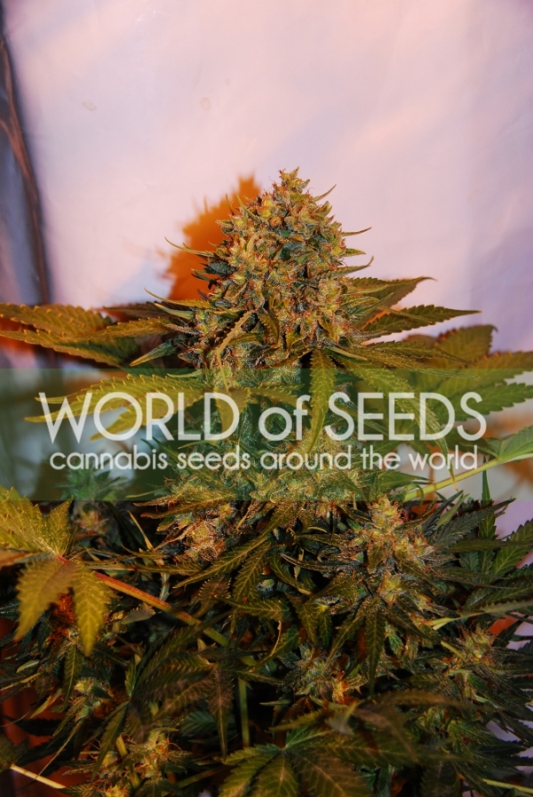 Northern Light x Big Bud Auto Feminised Cannabis Seeds | World of Seeds