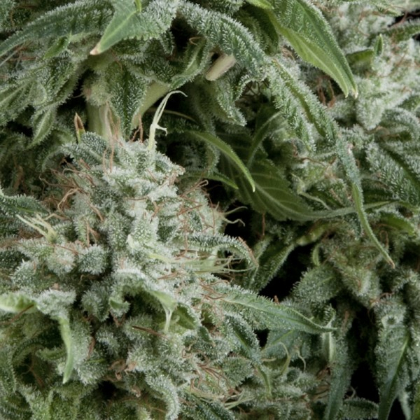Northern Lights CBD Auto Feminised Cannabis Seeds | Pyramid Seeds Northern Lights CBD Auto Feminised Cannabis Seeds | Pyramid Seeds