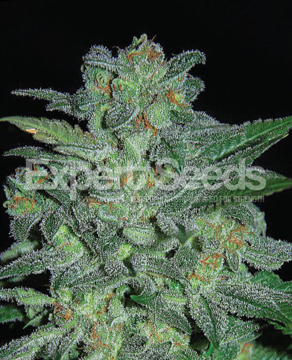 Northern Lights Feminised Cannabis Seeds | Expert Seeds