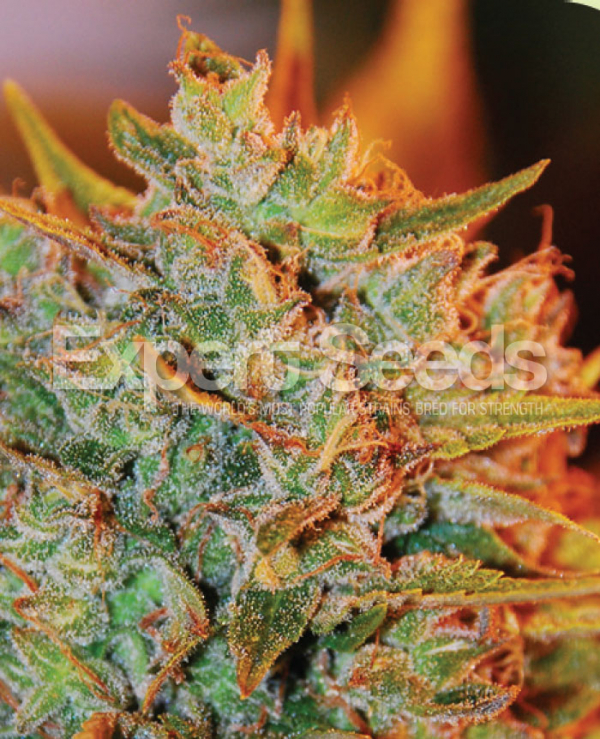 NL X Big Bud Auto Feminised Cannabis Seeds | Expert Seeds