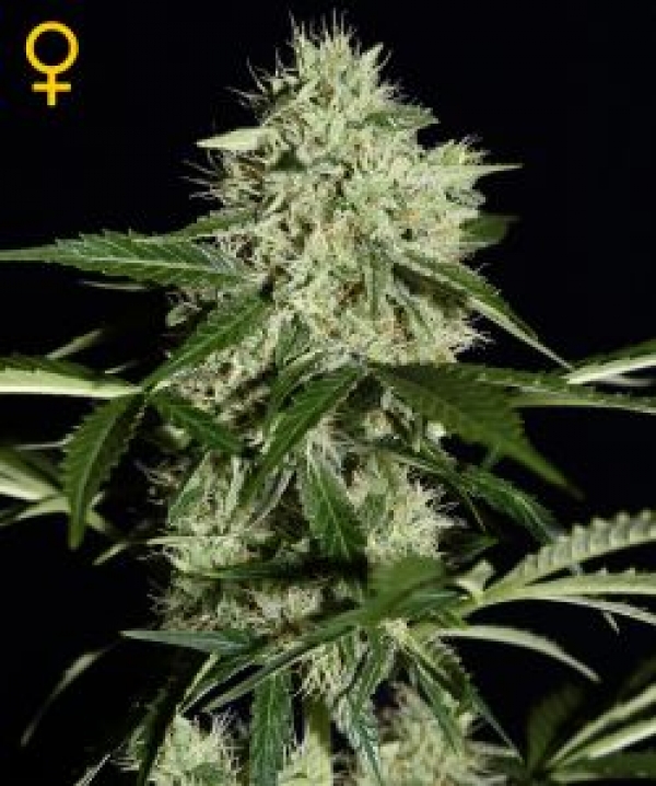NL Auto Feminised Cannabis Seeds | Green House Seeds