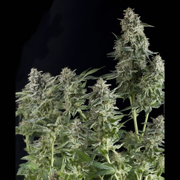 Auto Northern Lights Feminised Cannabis Seeds | Pyramid Seeds