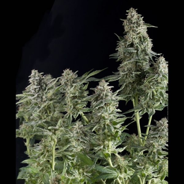 Northern Lights CBD Feminised Cannabis Seeds | Pyramid Seeds