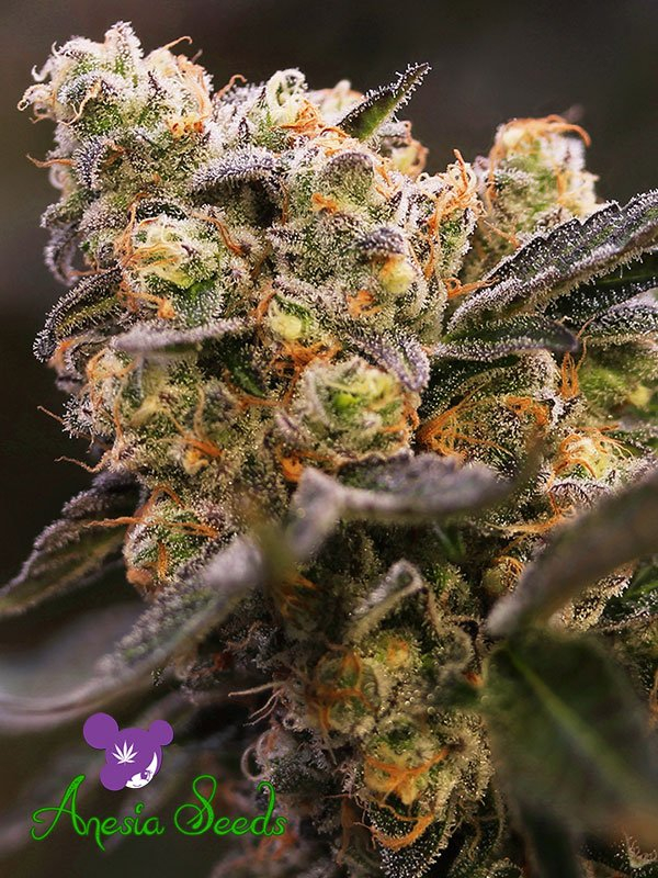 Nova OG Feminised Cannabis Seeds - Anesia Seeds