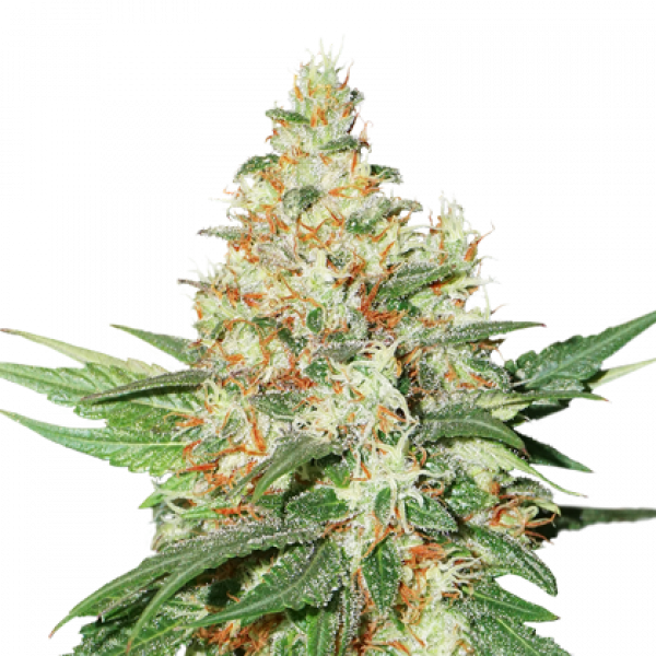 O.G. Kush Feminised Cannabis Seeds | Seed Stockers
