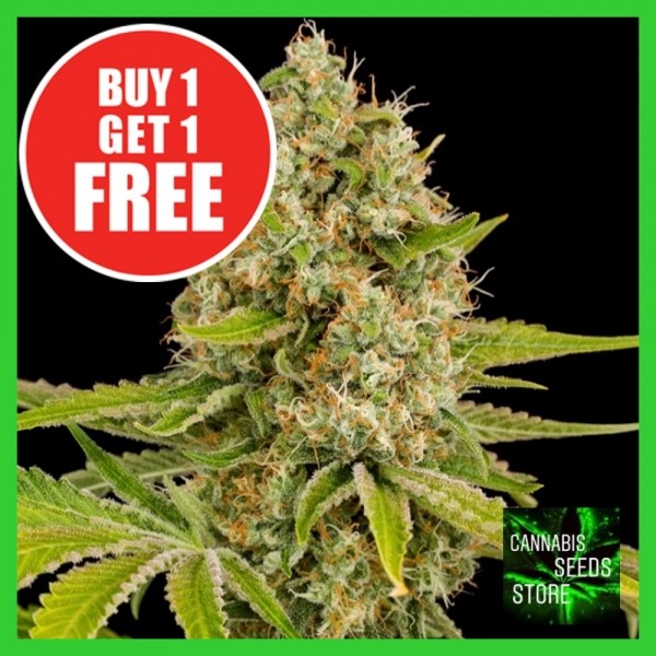 OG Kush Feminised Cannabis Seeds - Cannabis Seeds Store OG Kush Feminised Cannabis Seeds - Cannabis Seeds Store