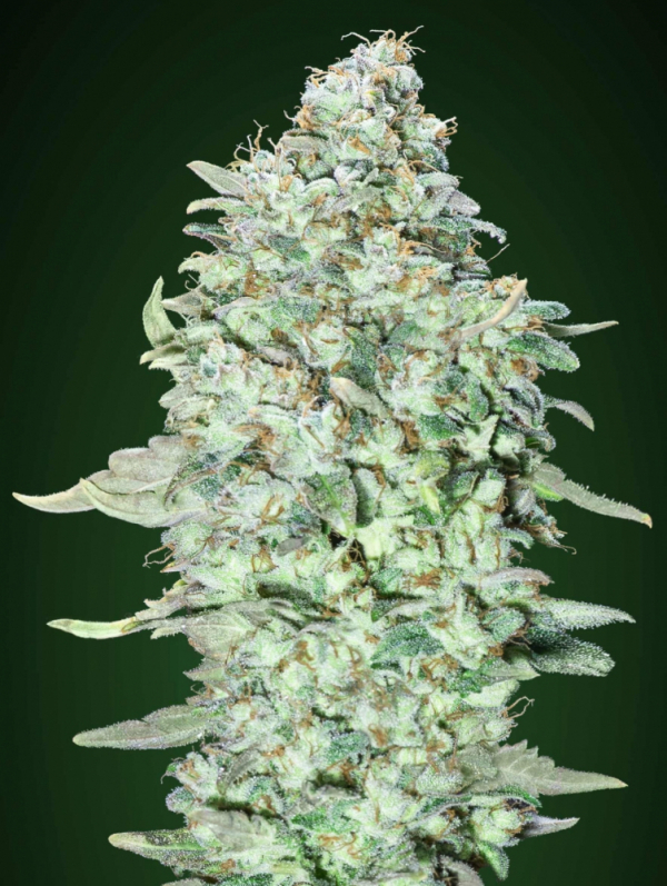 OG Kush SFV Feminised Cannabis Seeds | Advanced Seeds 