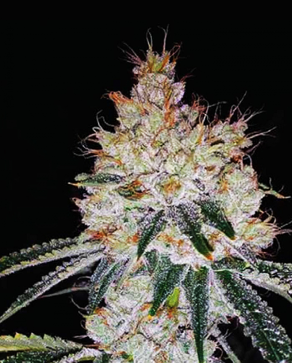 OGesus Auto Feminised Cannabis Seeds | Expert Seeds