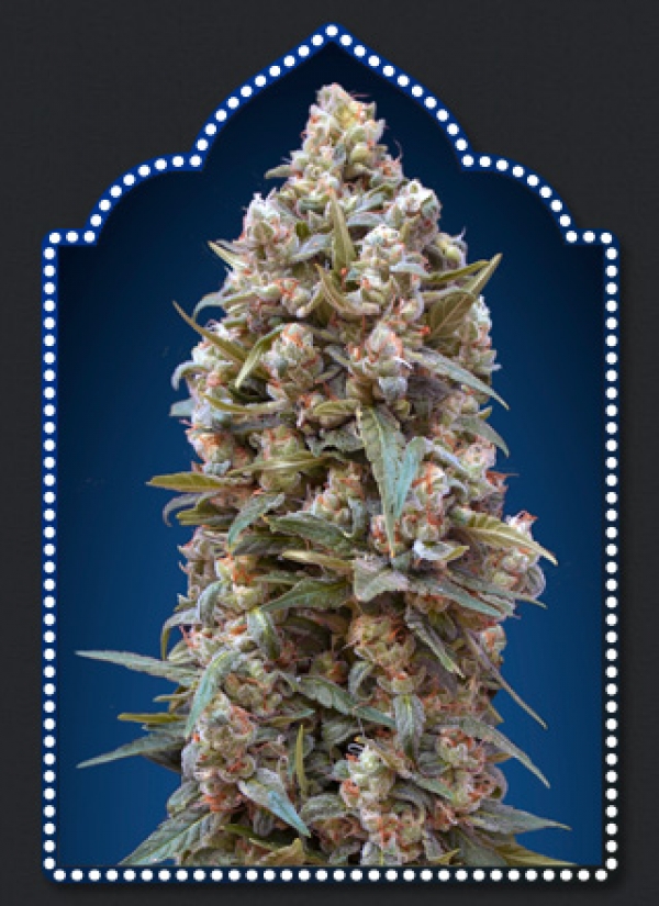 OO Kush Feminised Cannabis Seeds | OO Seeds