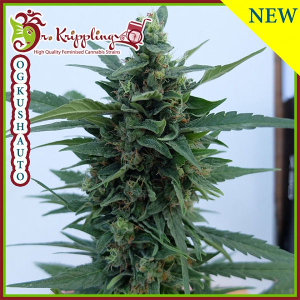 OG Kush Auto Feminised Cannabis Seeds | Kera Seeds