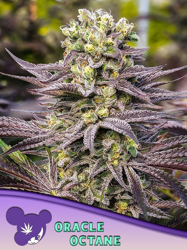 Oracle Octane Feminised Cannabis Seeds - Anesia Seeds