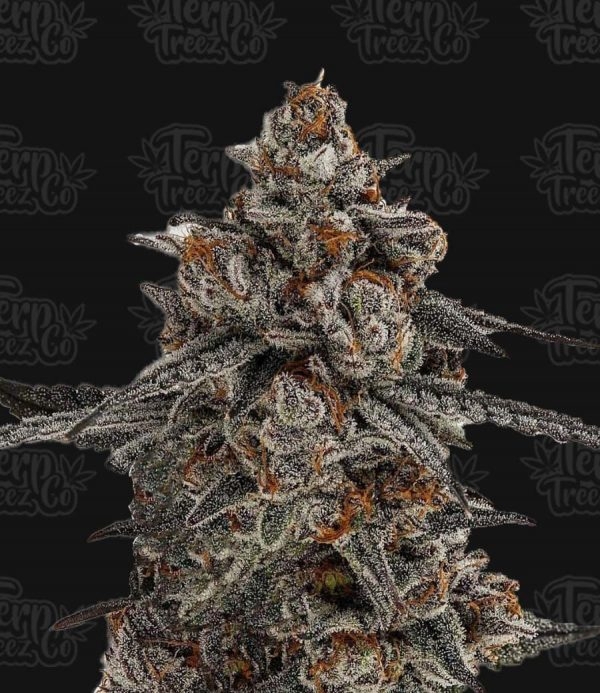 Oreoz x Orange Punch Feminised Cannabis Seeds - Terp Treez
