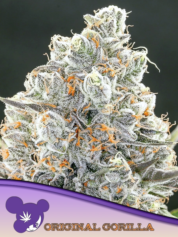 Original Gorilla Feminised Cannabis Seeds - Anesia Seeds