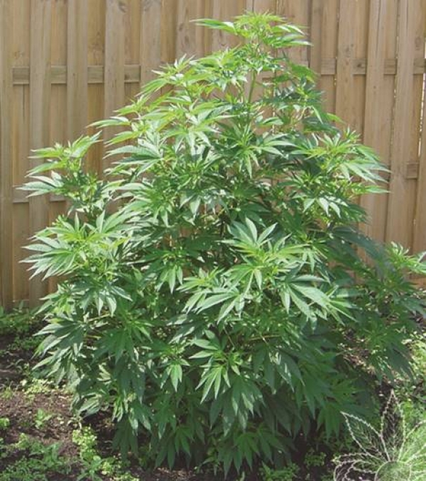 Outdoor Mix (25 Seeds) Regular Cannabis Seeds | Sensi Seeds Outdoor Mix (25 Seeds) Regular Cannabis Seeds | Sensi Seeds
