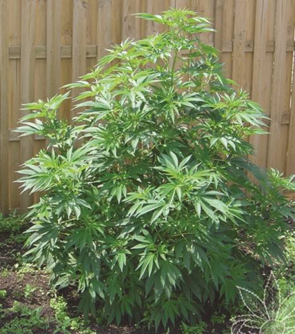 Outdoor Mix (25 Seeds) Regular Cannabis Seeds | Sensi Seeds 