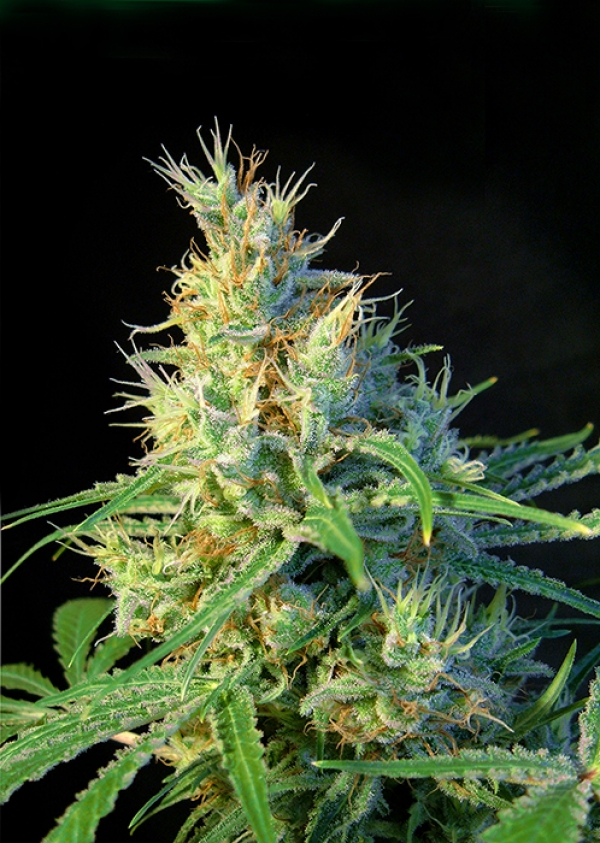 Psicodelicia Feminised Cannabis Seeds | Sweet Seeds Psicodelicia Feminised Cannabis Seeds | Sweet Seeds