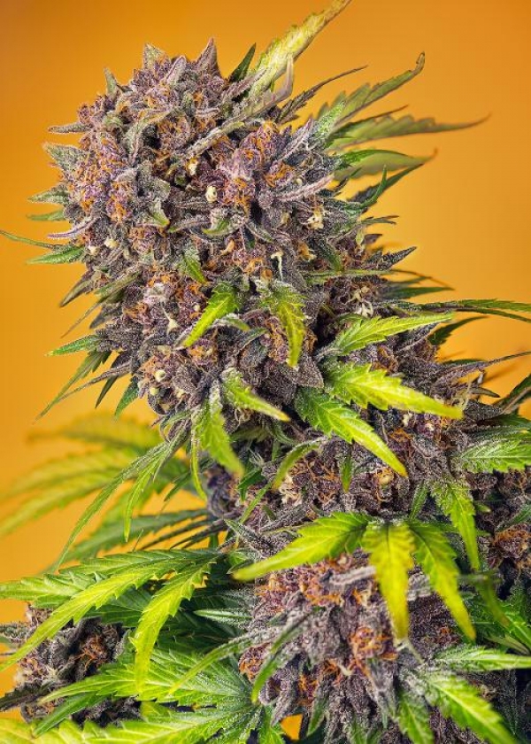 Purple Punch OG XL Auto Feminised Cannabis Seeds | Sweet Seeds.