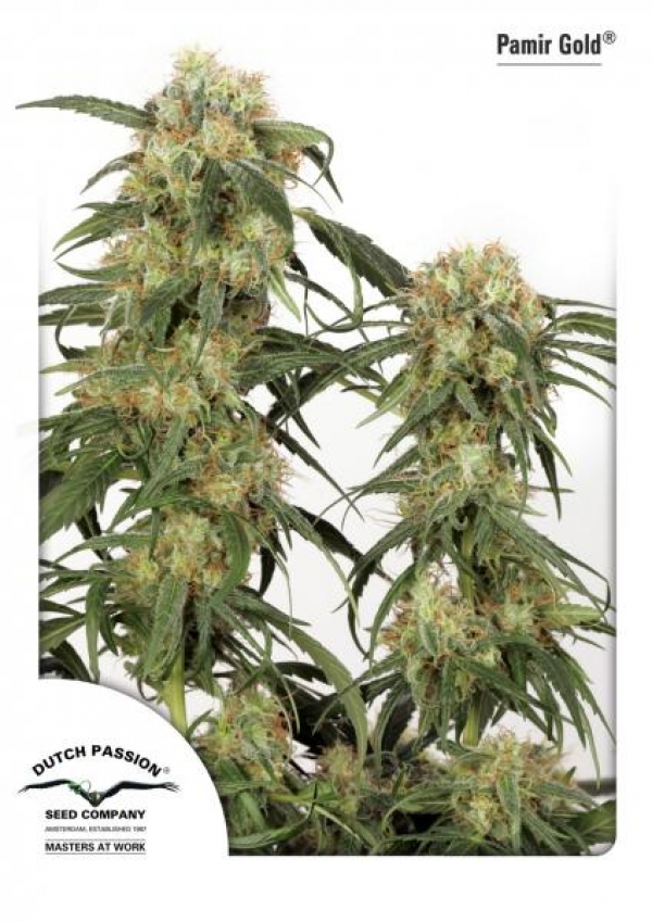 Pamir Gold Feminised Cannabis Seeds | Dutch Passion 