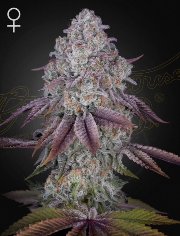 Persian Pie Feminised Cannabis Seeds | Green House Seeds.