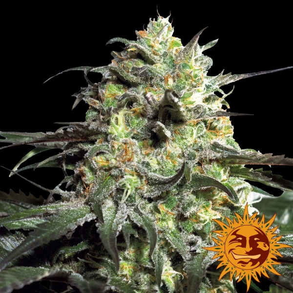Peyote Cookies Feminised Cannabis Seeds | Barney's Farm Peyote Cookies Feminised Cannabis Seeds | Barney's Farm