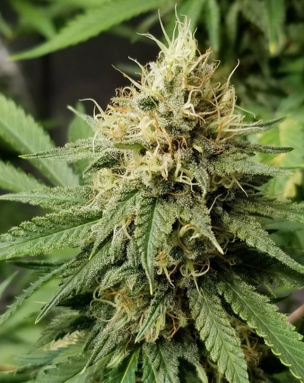 Pineapple Crack Feminised Cannabis Seeds | Top Shelf Elite