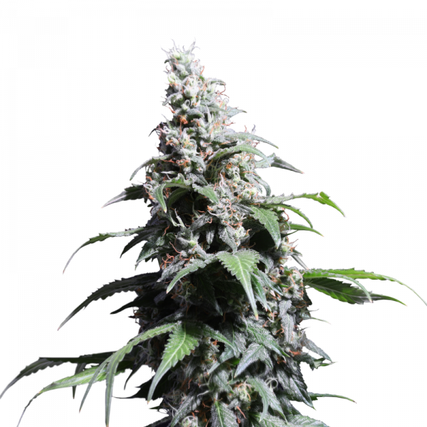 Pineapple Poison Feminised Cannabis Seeds - Super Sativa Seed Club Pineapple Poison Feminised Cannabis Seeds - Super Sativa Seed Club