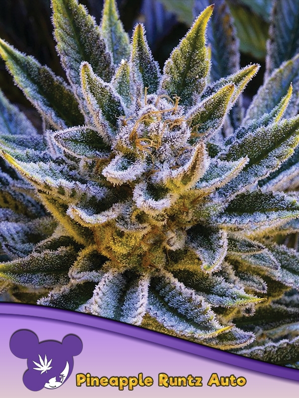 Pineapple Runtz Auto Feminised Cannabis Seeds - Anesia Seeds