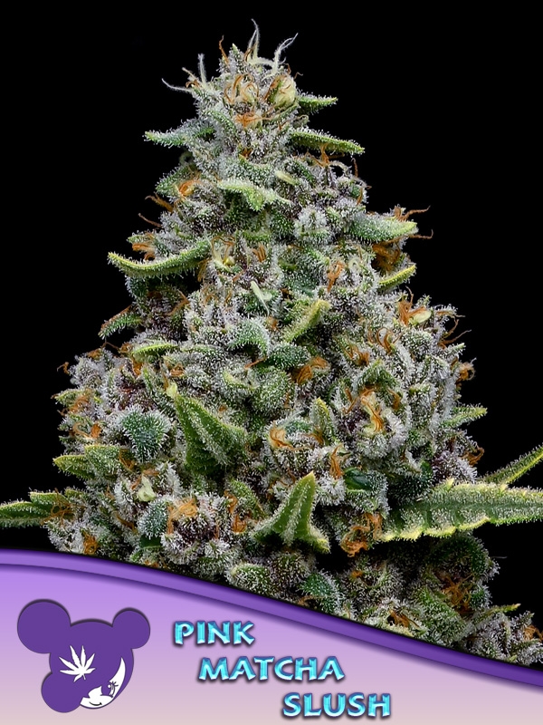 Pink Matcha Slush Feminised Cannabis Seeds - Anesia Seeds Pink Matcha Slush Feminised Cannabis Seeds - Anesia Seeds
