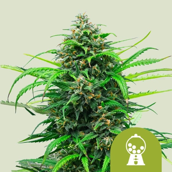 Pink Runtz Feminised Cannabis Seeds | Royal Queen Seeds. Pink Runtz Feminised Cannabis Seeds | Royal Queen Seeds.