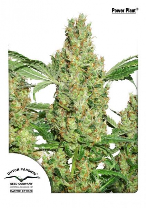 Power Plant Regular Cannabis Seeds | Dutch Passion 