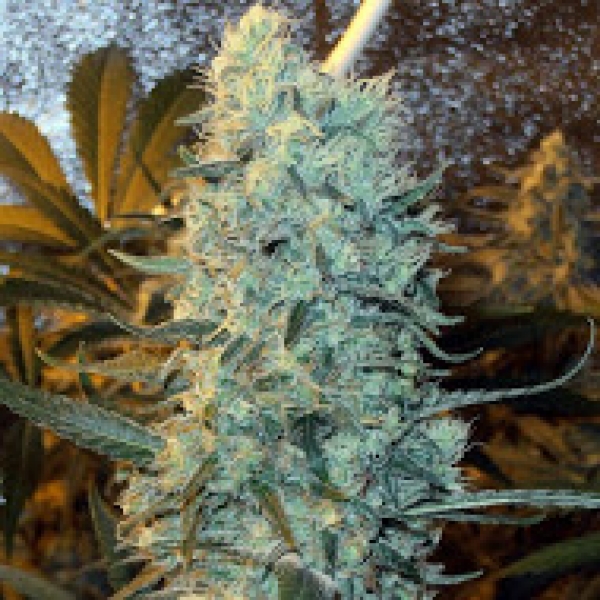 Power Plant Regular Cannabis Seeds | Spliff Seeds