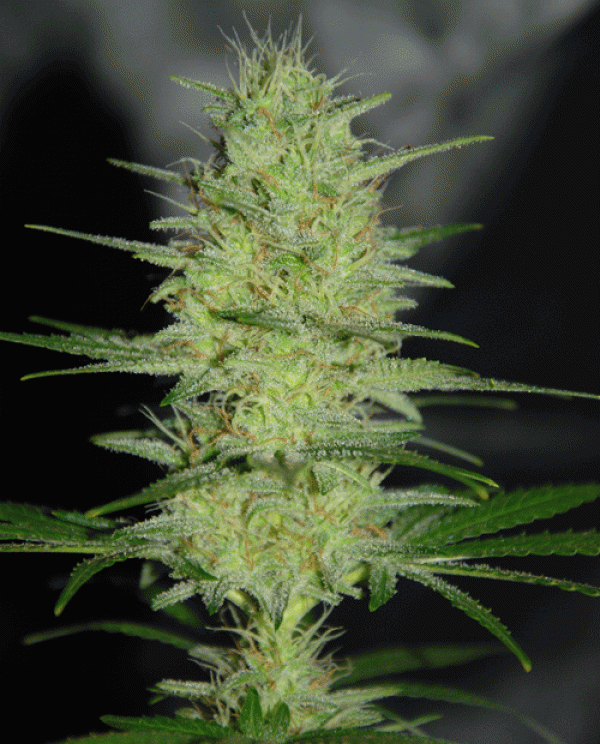 Pretty Lights Feminised Cannabis Seeds | Cream Of The Crop