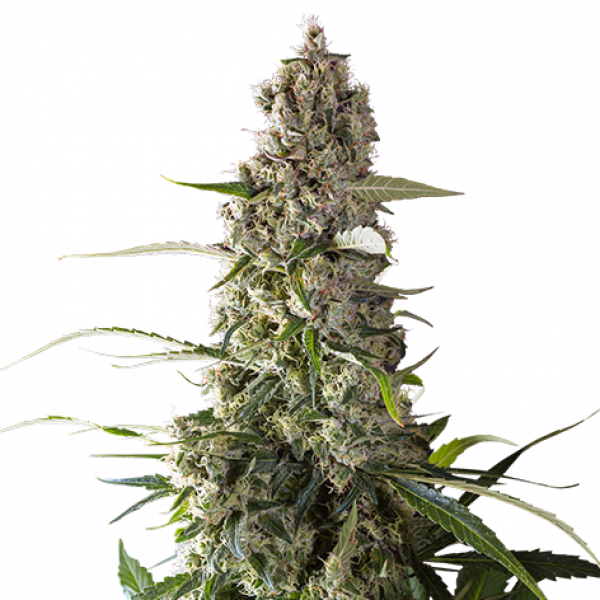 Prima Holandica Regular Cannabis Seeds - Super Sativa Seed Club Prima Holandica Regular Cannabis Seeds - Super Sativa Seed Club