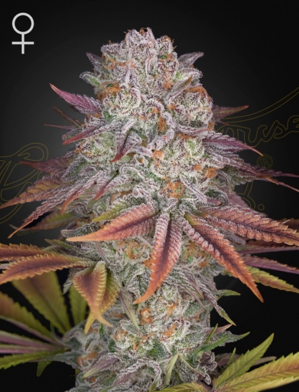 Pulps Friction Feminised Cannabis Seeds | Green House Seeds.