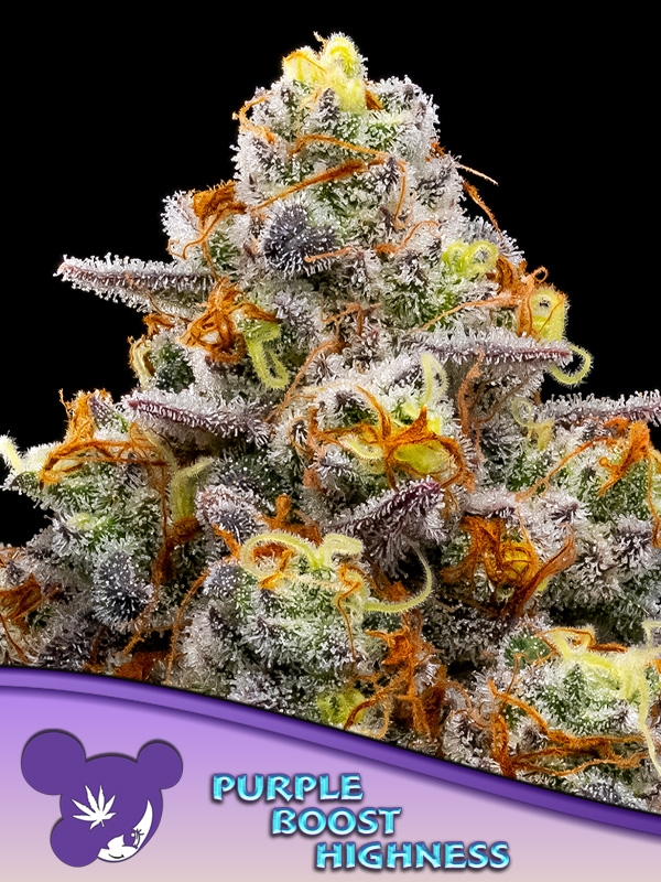 Purple Boost Highness Feminised Cannabis Seeds - Anesia Seeds