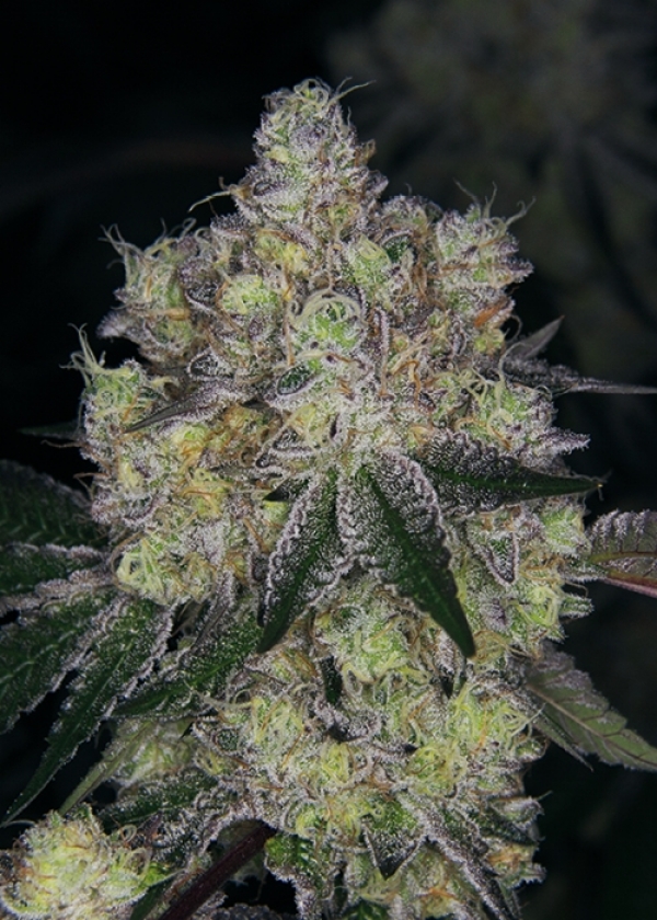 Purple Dosipunch Feminised Cannabis Seeds - Growers Choice.