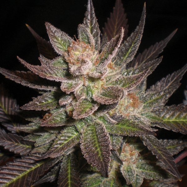 Purple Haze Feminised Cannabis Seeds