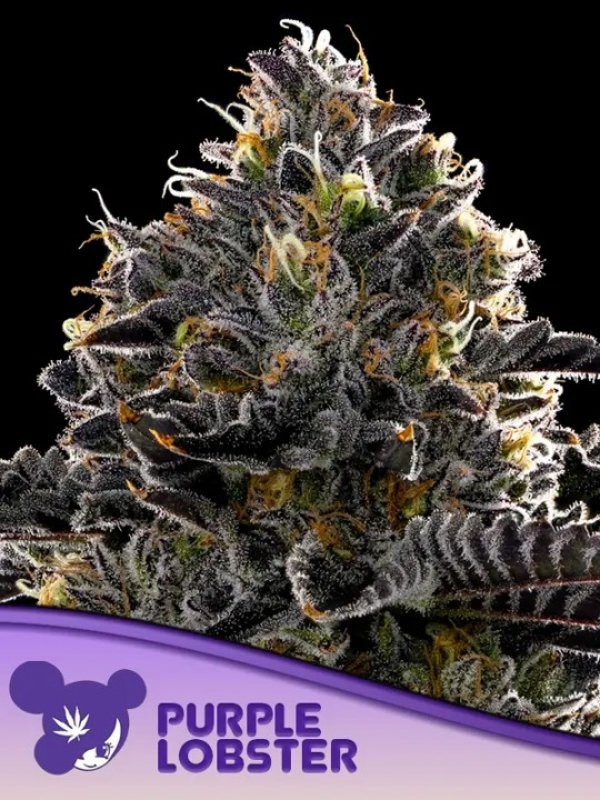 Purple Lobster Feminised Cannabis Seeds - Anesia Seeds