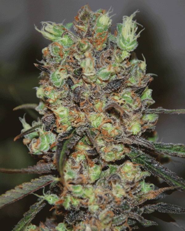 Purple Paralysis Feminised Cannabis Seeds | Cream Of The Crop Purple Paralysis Feminised Cannabis Seeds | Cream Of The Crop