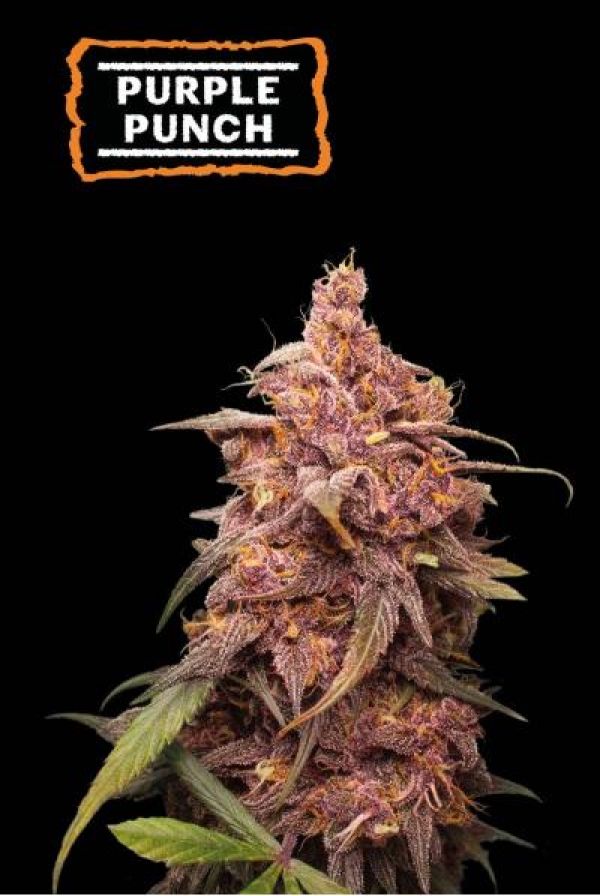 Purple Punch Feminised Cannabis Seeds | Seed Stockers.