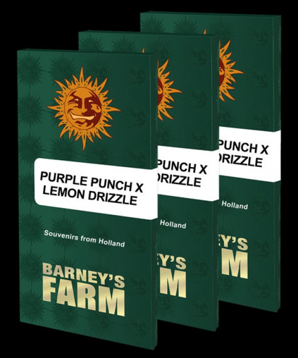 Purple Punch X Lemon Drizzle Feminised Cannabis Seeds | Barney's Farm 