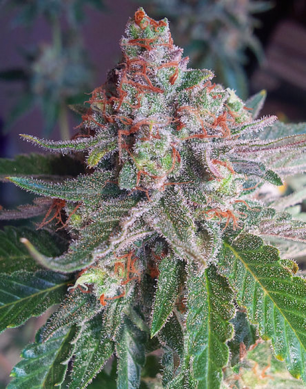 Purple Skunk Mass Feminsed Cannabis Seeds | Critical Mass Collective Seeds