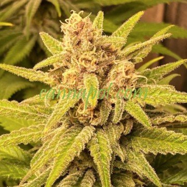 Purple Sunset Auto Feminised Cannabis Seeds - Growers Choice.
