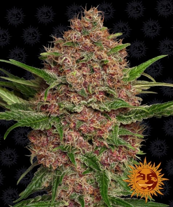 Purple Punch Auto Feminised Cannabis Seeds | Barney's Farm 