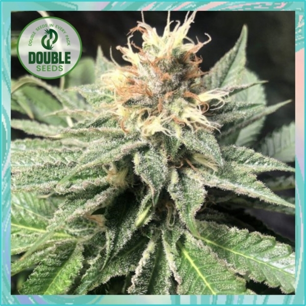 Quick Bud Feminised Cannabis Seeds - Double Seeds