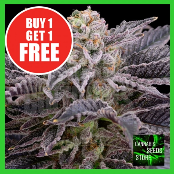 RS11 Feminised Cannabis Seeds - Cannabis Seeds Store