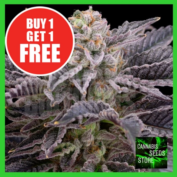 RS11 Feminised Cannabis Seeds - Cannabis Seeds Store