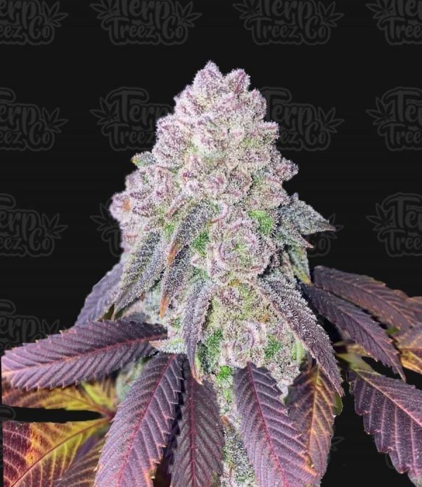 RS11 Feminised Cannabis Seeds - Terp Treez.